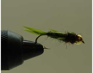 BF NINFA CABEZA DORADA GOOSE OLIVA Nº10