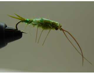 BF NINFA DRAGA 10  BF NINFA DRAGA 10