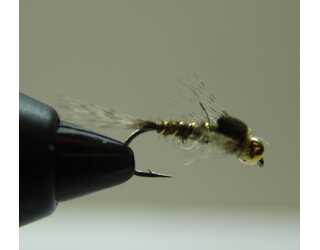 BF NINFA CABEZA DORADA MARRON 12