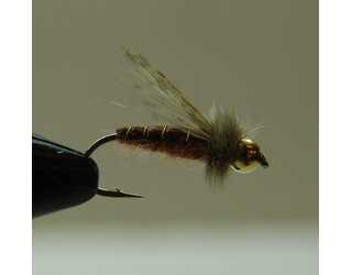 BF NINFA CABEZA DORADA PUPA MARRON 12