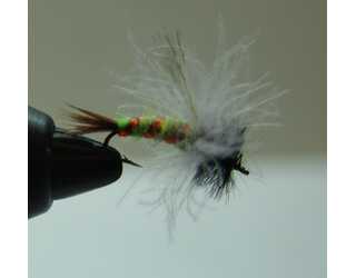 BF NINFA PUPA DE TRIPCOPTERO 12