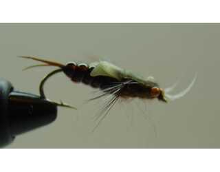 BF NINFA DE PERLIDO 08