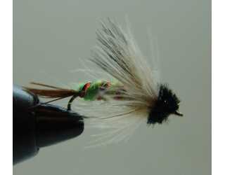 BF NINFA PUPA DE TRIPCOPTERO 10