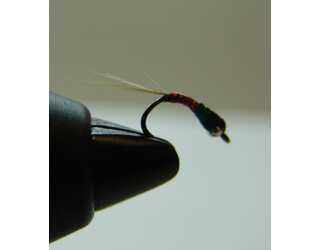 TGC31 NINFA SIN MUERTE TGC31 NINFA SIN MUERTE