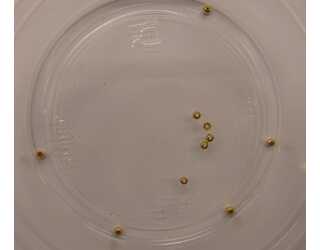 CABEZA DORADA 2,5mm (10unidades)  CABEZA DORADA 2,5mm (10unidades)