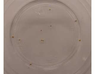 CABEZA DORADA 1mm (10unidades) CABEZA DORADA 1mm (10unidades)