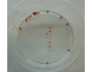 CABEZA NARANJA 2,5mm (20unidades) CABEZA NARANJA 2,5mm (20unidades)