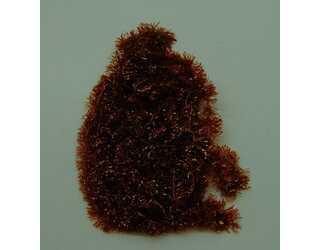 NYLON CHENILLE BROWN ACTION FLY  NYLON CHENILLE BROWN ACTION FLY