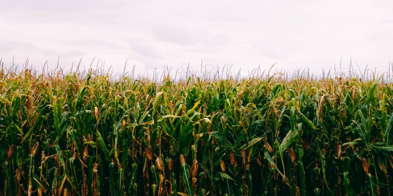 Una empresa al servei del pag&egrave;s