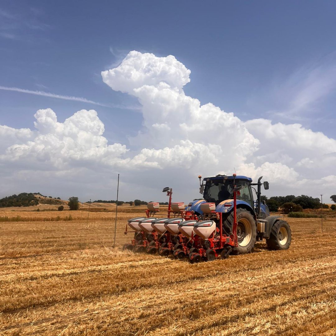 Sembra de Cereal i Blat de moro