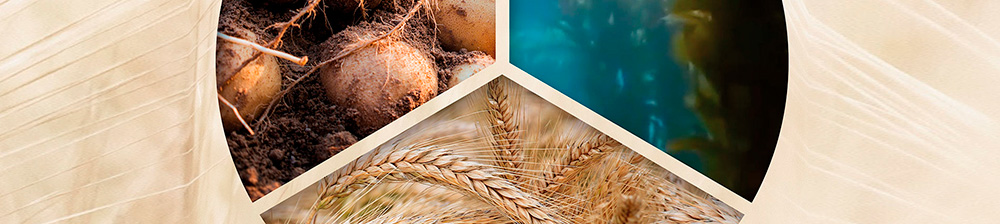 Texturizantes naturales Socchef