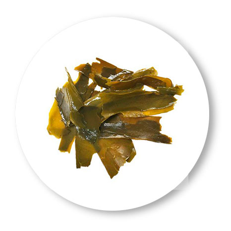 ALGAS DESHIDRATADAS BIO
