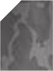Camouflage