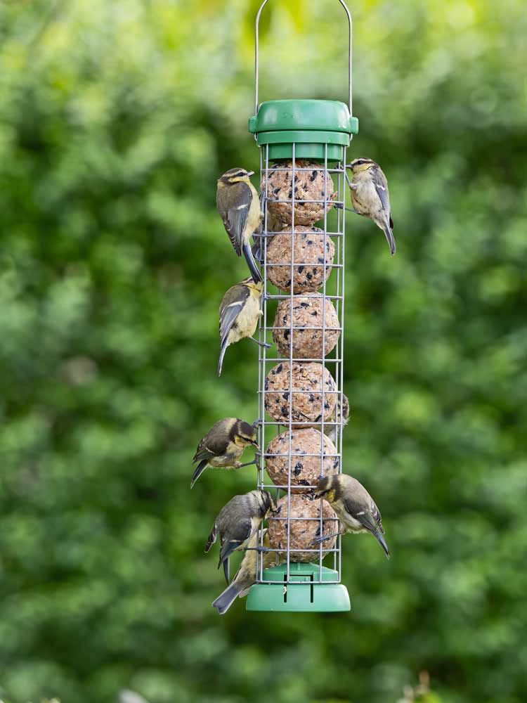 BL2-B2G "BIRD LOVERS" COMEDERO TUBULAR PARA AVES SILVESTRES PARA 6 BOLAS DE SEBO 2