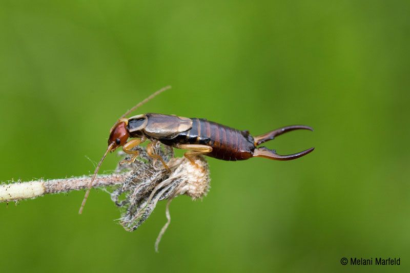 REFUGIO PARA TIJERETAS Y MARIQUITAS (3 UNIDADES) 3