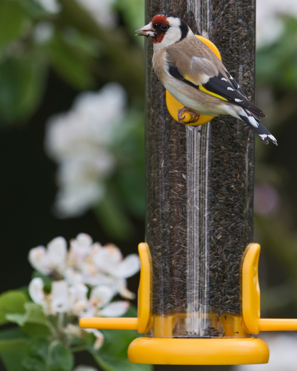 TO-N2Y 'RING PULL'  COMEDERO TUBULAR PARA AVES SILVESTRES MEDIANO ESPECIAL PARA NEGRILLO FÁCIL DE LIMPIAR 2
