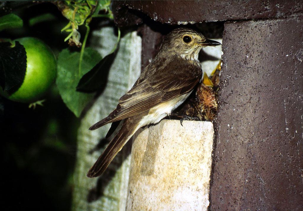 2H CAJA NIDO PARA PETIRROJO O COLIRROJO 4