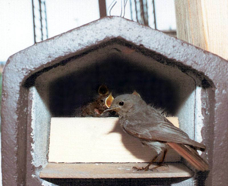 2HW CAJA NIDO DE FRONTAL ABIERTO EN V PARA COLIRROJO Y OTROS 3