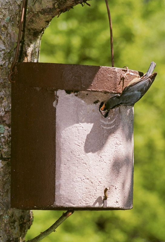 5KL CAJA NIDO PARA TREPADOR AZUL 2