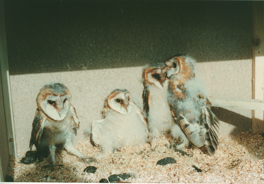 Nº 23 CAJA NIDO PARA LECHUZA COMÚN 2