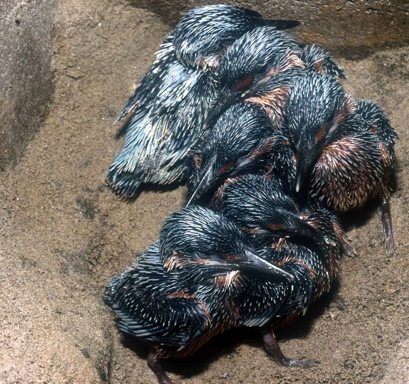 CAJA NIDO PARA MARTÍN PESCADOR O AVIÓN ZAPADOR 7