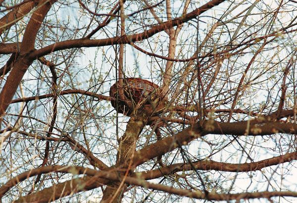 CESTA DE MIMBRE PARA RAPACES PEQUEÑAS 2