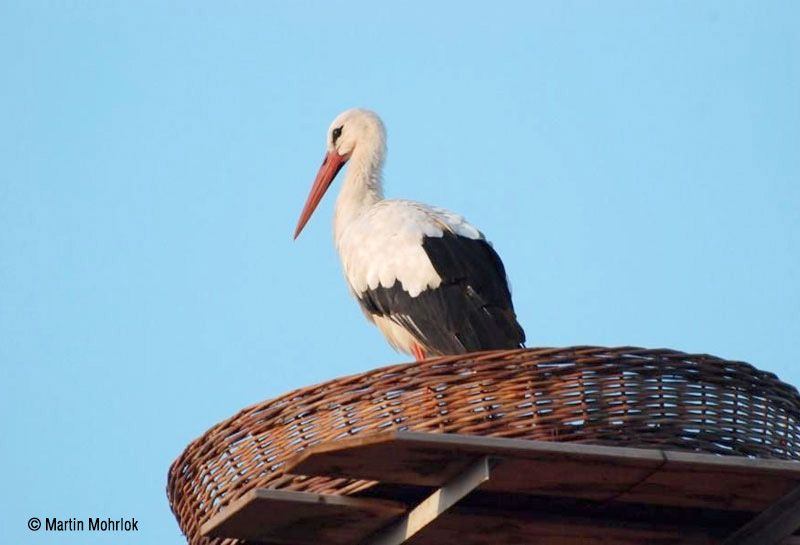 CESTA DE MIMBRE PARA CIGÜEÑAS 2
