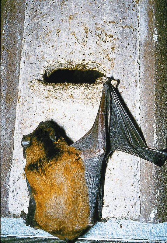 2F CAJA NIDO UNIVERSAL PARA MURCIÉLAGOS 2