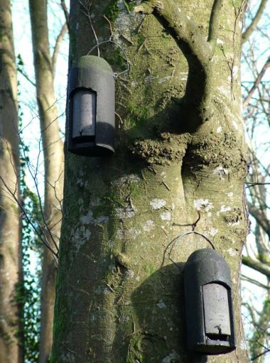 2FN CAJA NIDO ESPECIAL CON DOS ENTRADAS PARA MURCIÉLAGOS 3