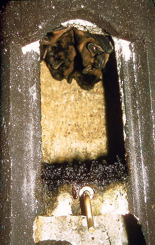 2FN CAJA NIDO ESPECIAL CON DOS ENTRADAS PARA MURCIÉLAGOS 4