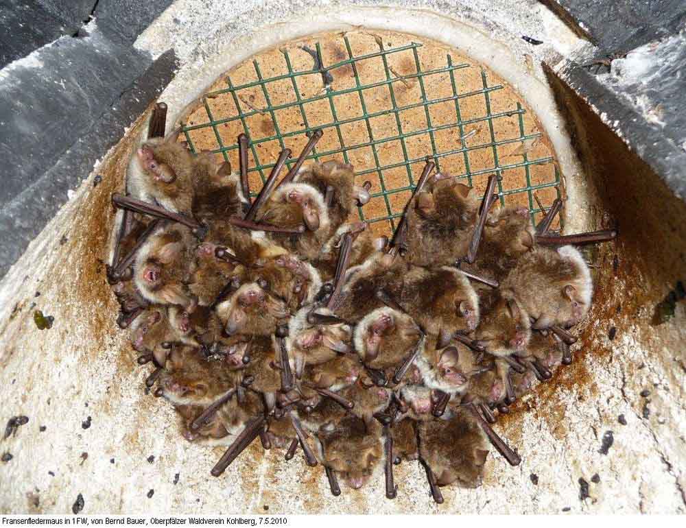 1FW REFUGIO DE INVIERNO PARA MURCIÉLAGOS 5