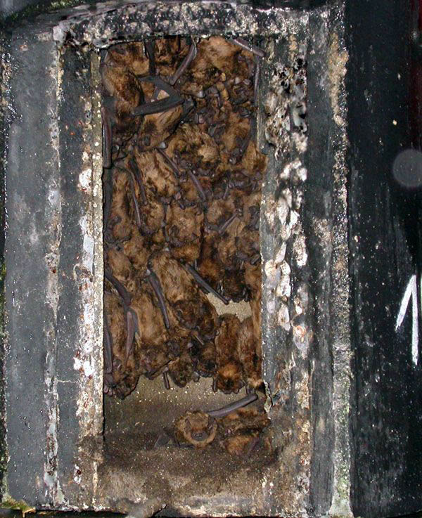 1FW REFUGIO DE INVIERNO PARA MURCIÉLAGOS 6