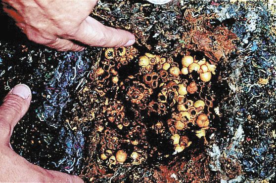 PANAL PARA ABEJORROS 3