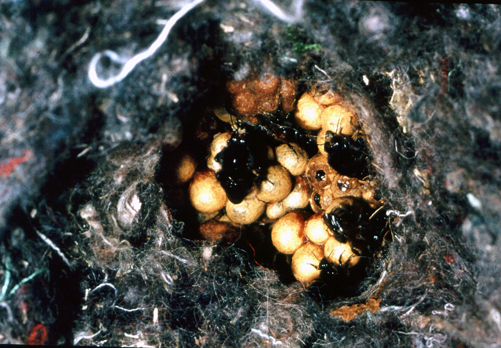 PANAL PARA ABEJORROS 4