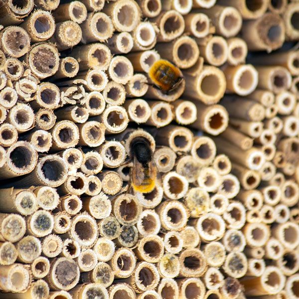 NIDO PARA HIMENÓPTEROS CON CAÑA DE CARRIZO 2