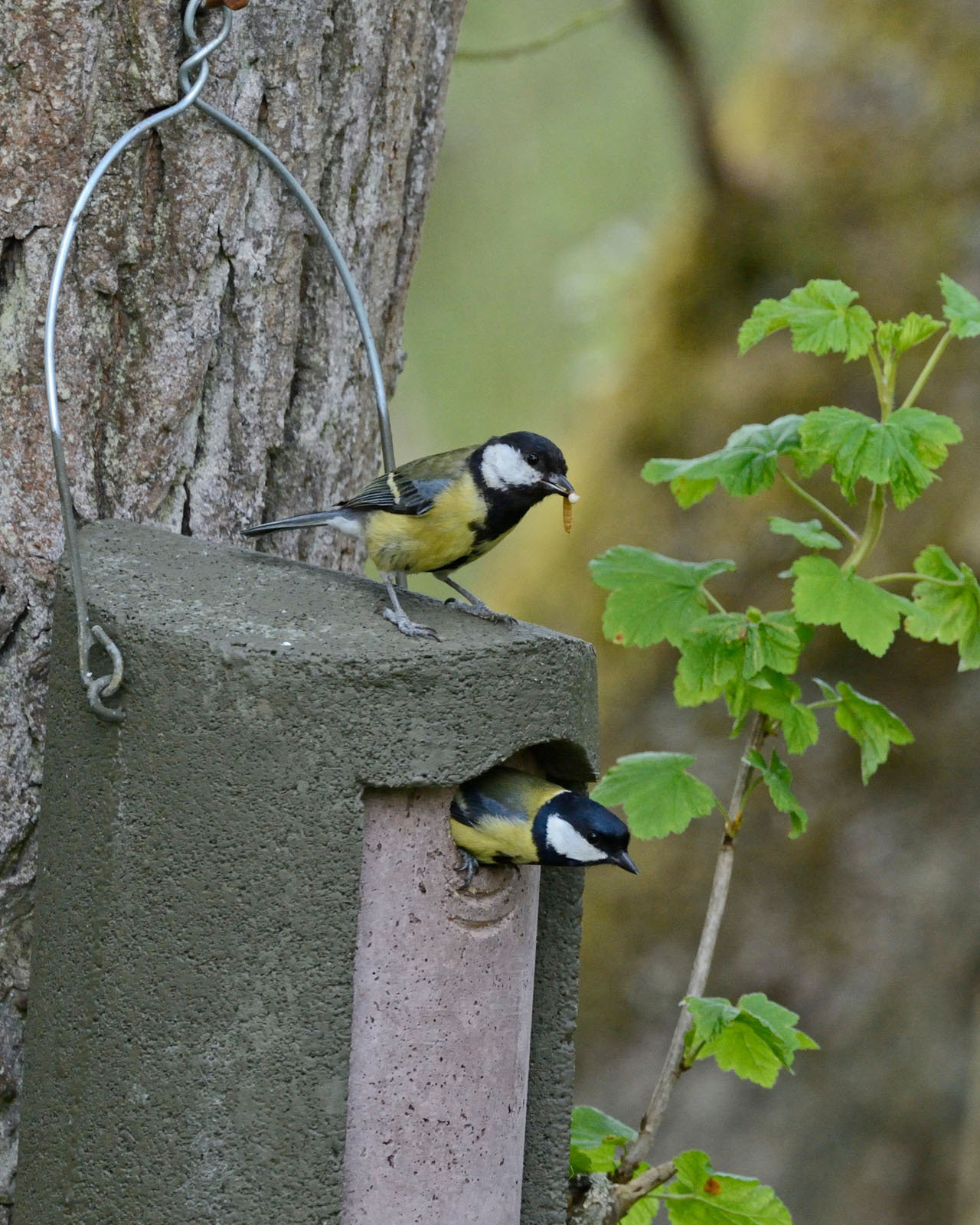 1B-32 CAJA NIDO PARA CARBONEROS Y HERRERILLOS 2