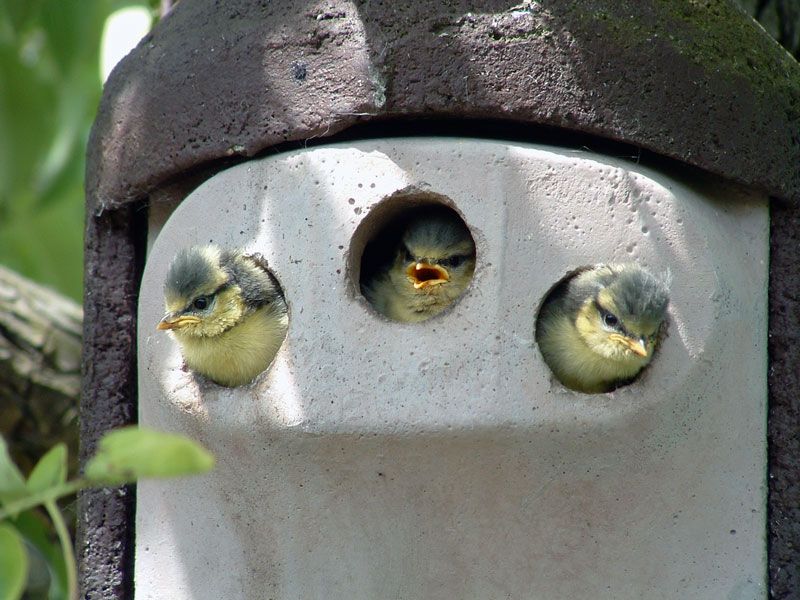 2GR CAJA NIDO ANTIDEPREDADORES 3 ENTRADAS 3
