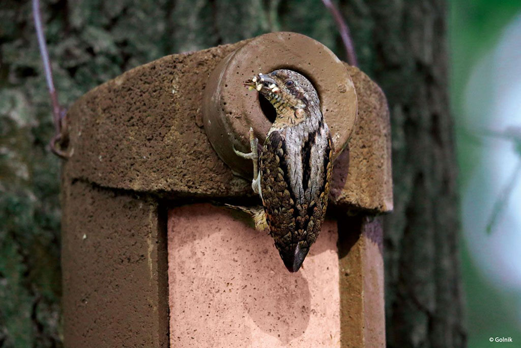 3SV ENTRADA 34MM CAJA NIDO ANTIDEPREDADORES PARA TORCECUELLO Y OTRAS ESPECIES 3