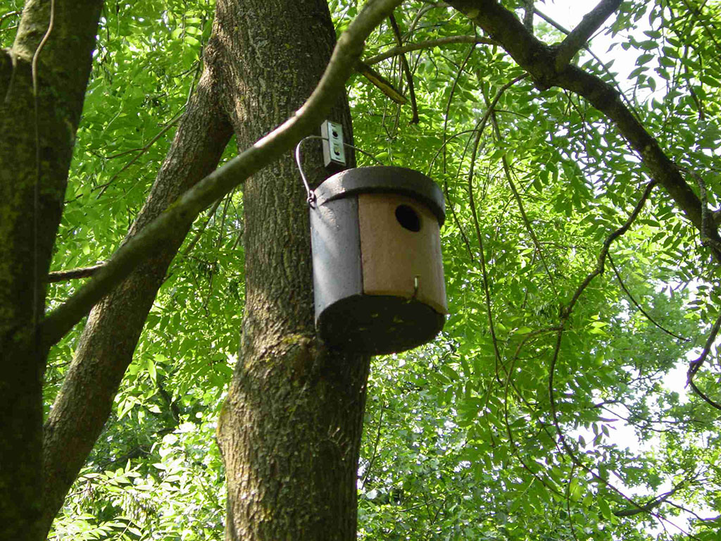 1CGA CAJA NIDO PARA CARRACA 4