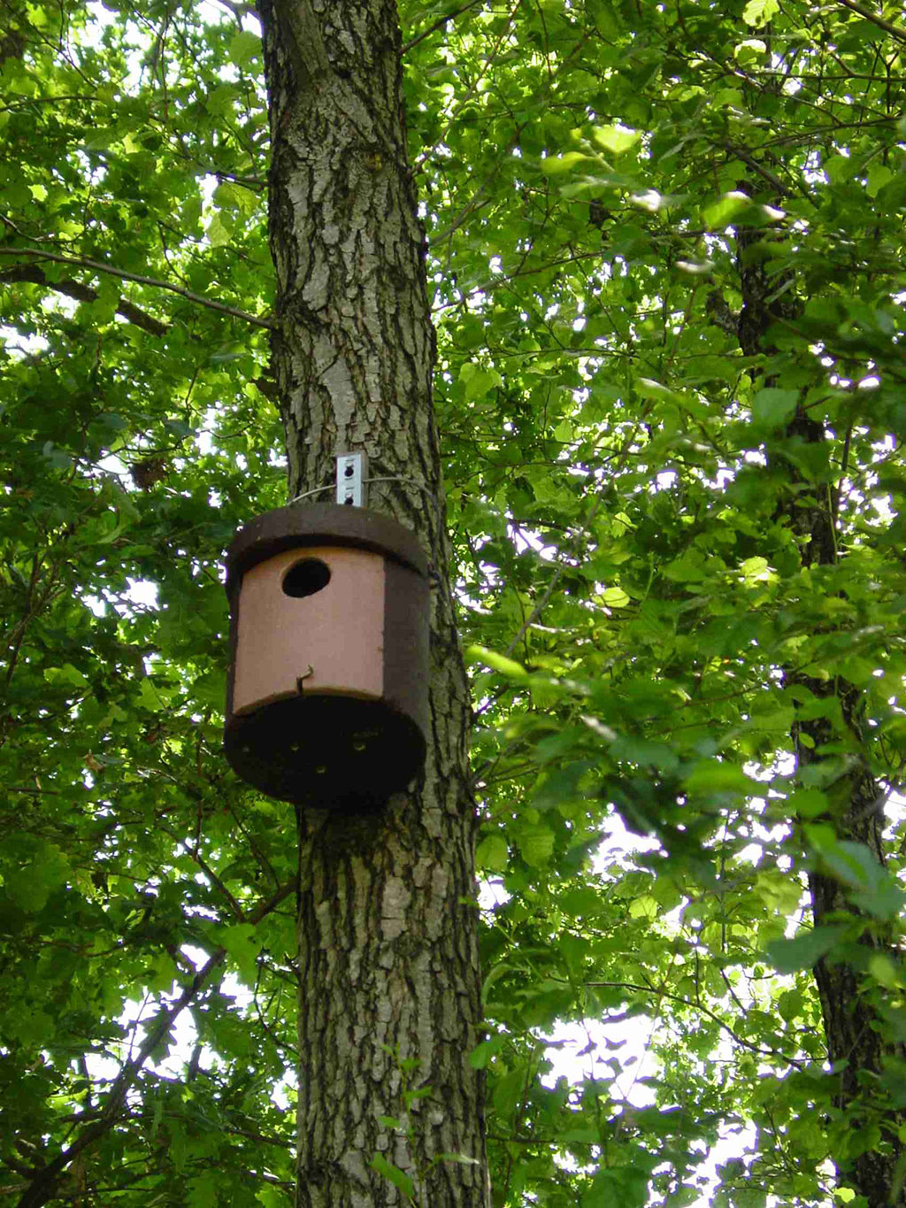 1CGA CAJA NIDO PARA CARRACA 5