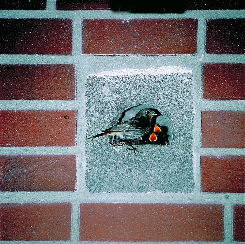 NIDO LADRILLO PARA COLIRROJOS TYP 26 2