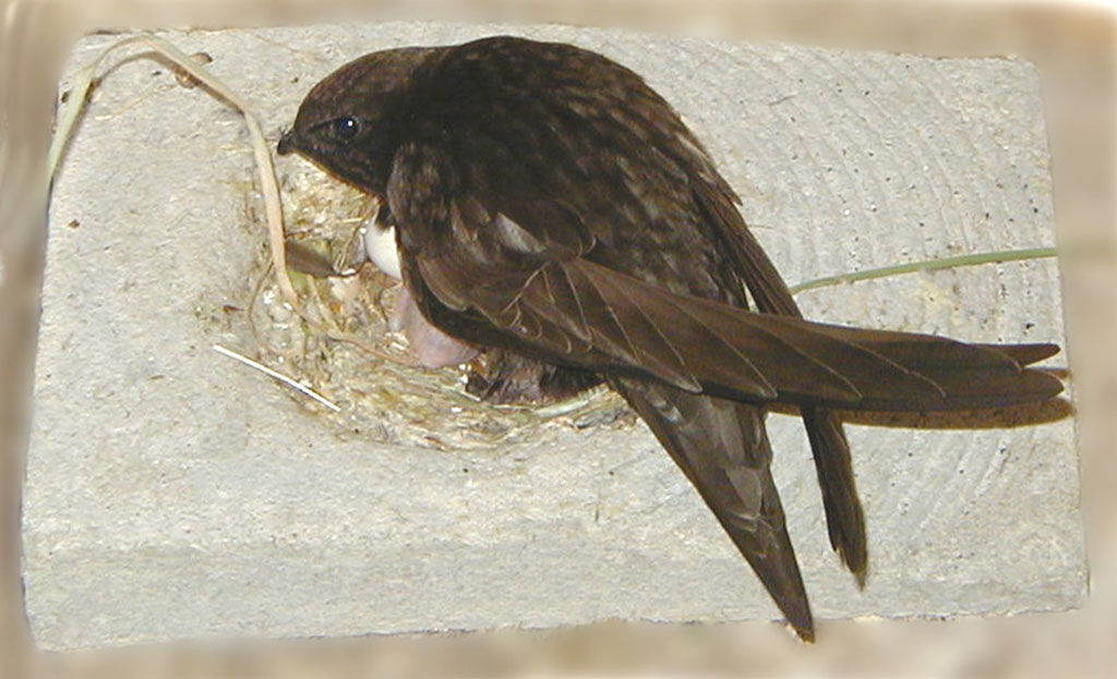 CUBETA PARA NIDO DE VENCEJO DE HORMIGÓN DE MADERA 2