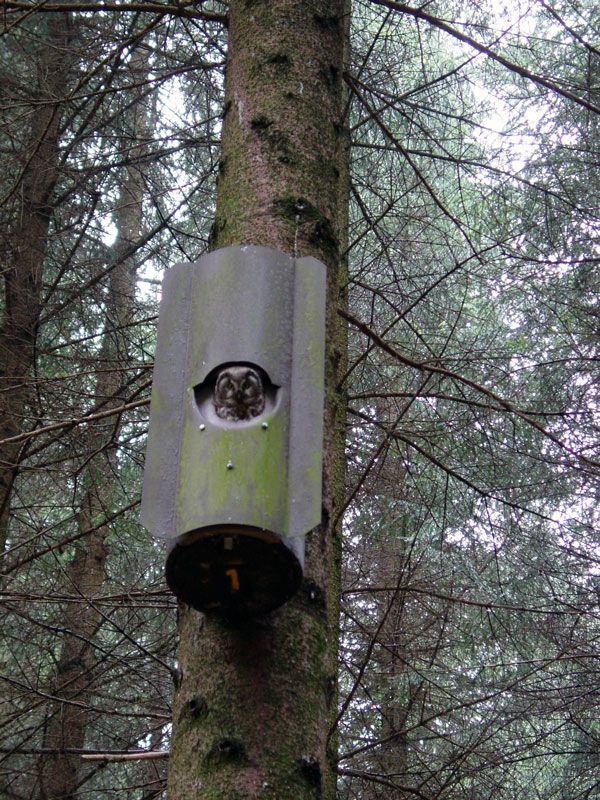 NR 4 CAJA NIDO PARA MOCHUELO BOREAL CON PROTECTOR ANTIDEPREDADORES 2