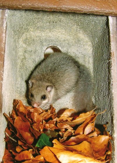 1KS CAJA NIDO PARA LIRONES 4