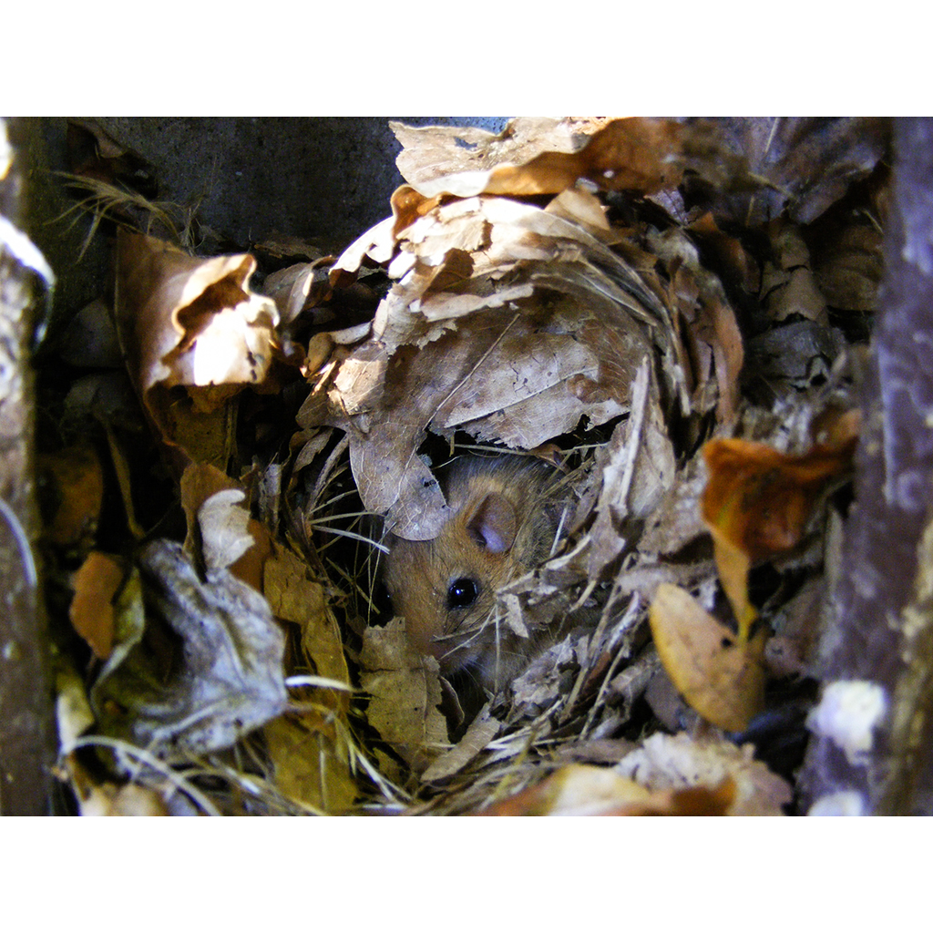 1KS CAJA NIDO PARA LIRONES 5