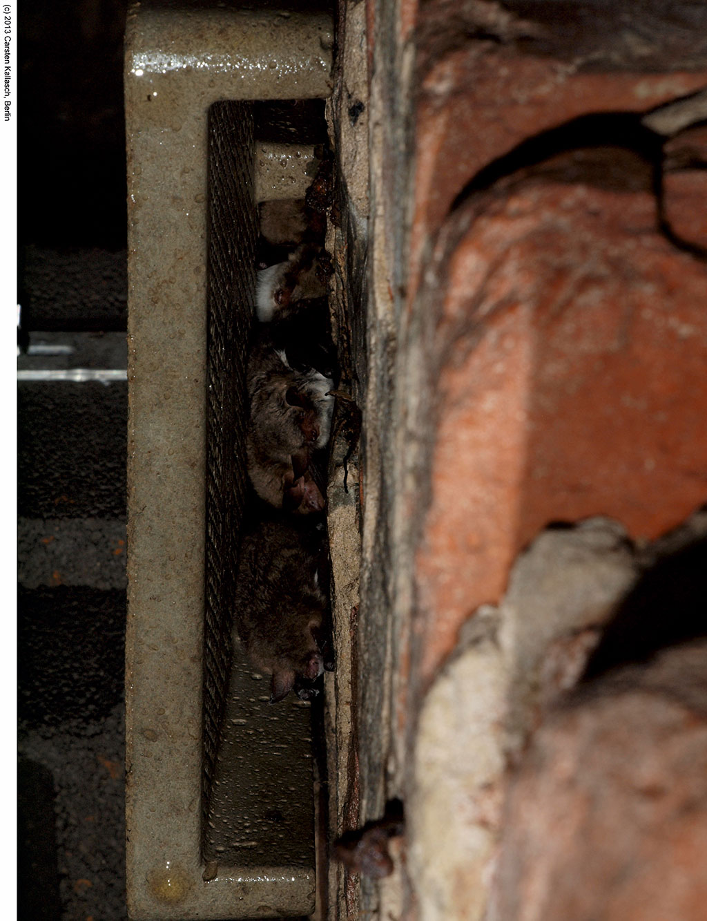 1GS REFUGIO PARA MURCIÉLAGOS 3