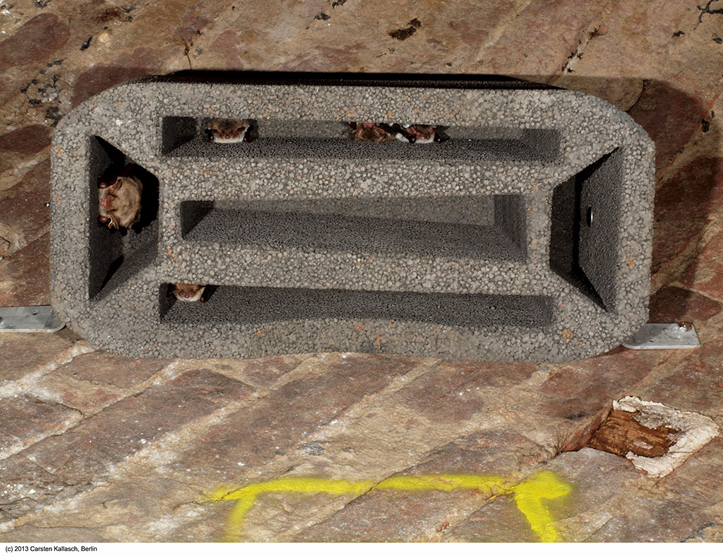 1GS REFUGIO PARA MURCIÉLAGOS 4