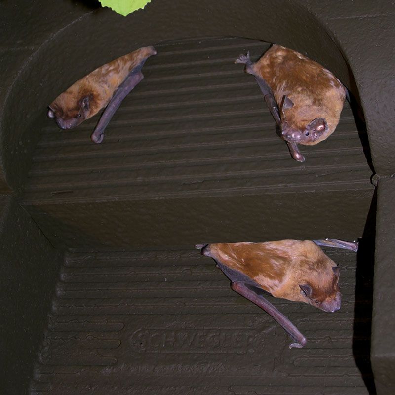 1FFH REFUGIO O CAJA NIDO PARA MURCIÉLAGOS 2