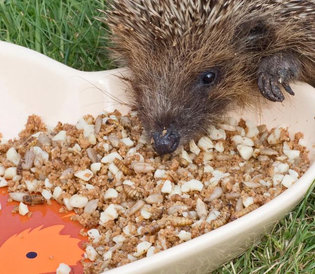 ILH-1 COMIDA ESPECIAL PARA ERIZOS 500G 3