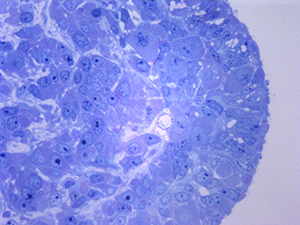 TINCIÓN PARA MICROSCOPIA - AZUL DE METILENO        1